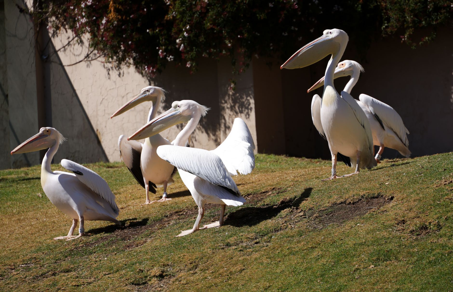 A cluster of American White Pelicans (Pelecanus erythrorhynchos) resting on a grassy slope.