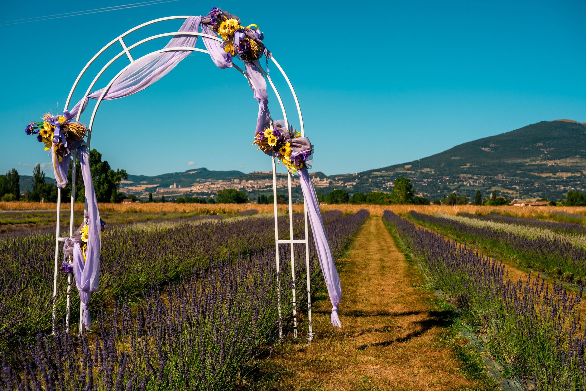 A picturesque wedding arch adorned with flowers in a lavender field under a clear blue sky.