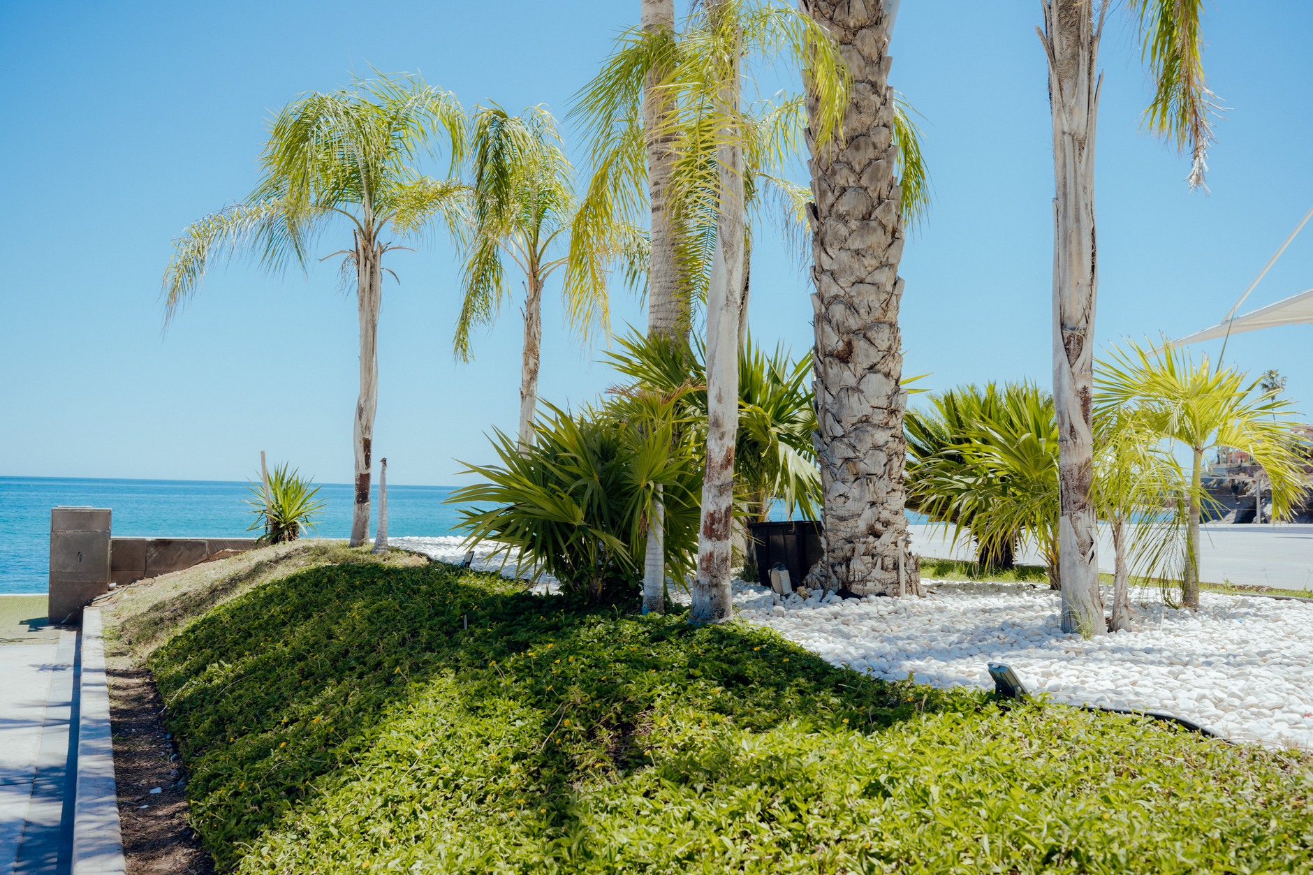 Lush palm trees on a sunny beach setting, perfect for outdoor relaxation.