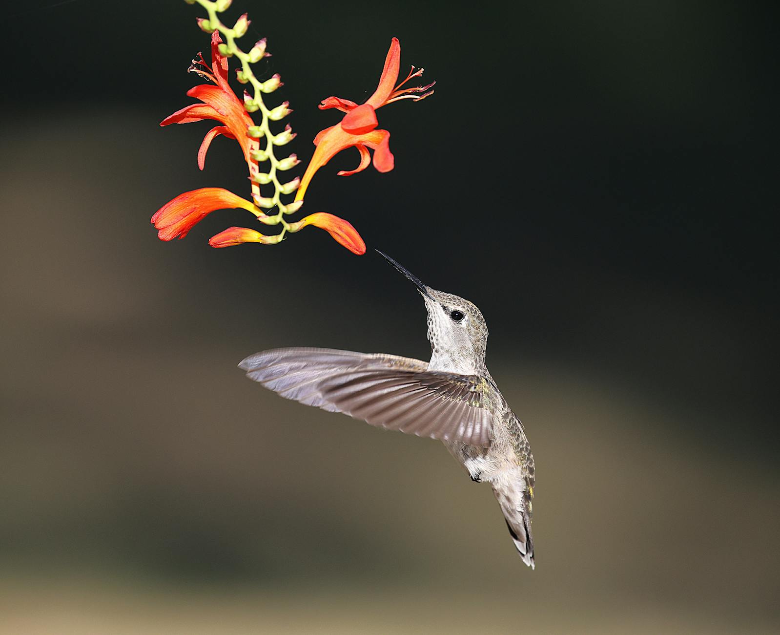 A hummingbird hovers gracefully while feeding on bright red flowers in a garden setting.
