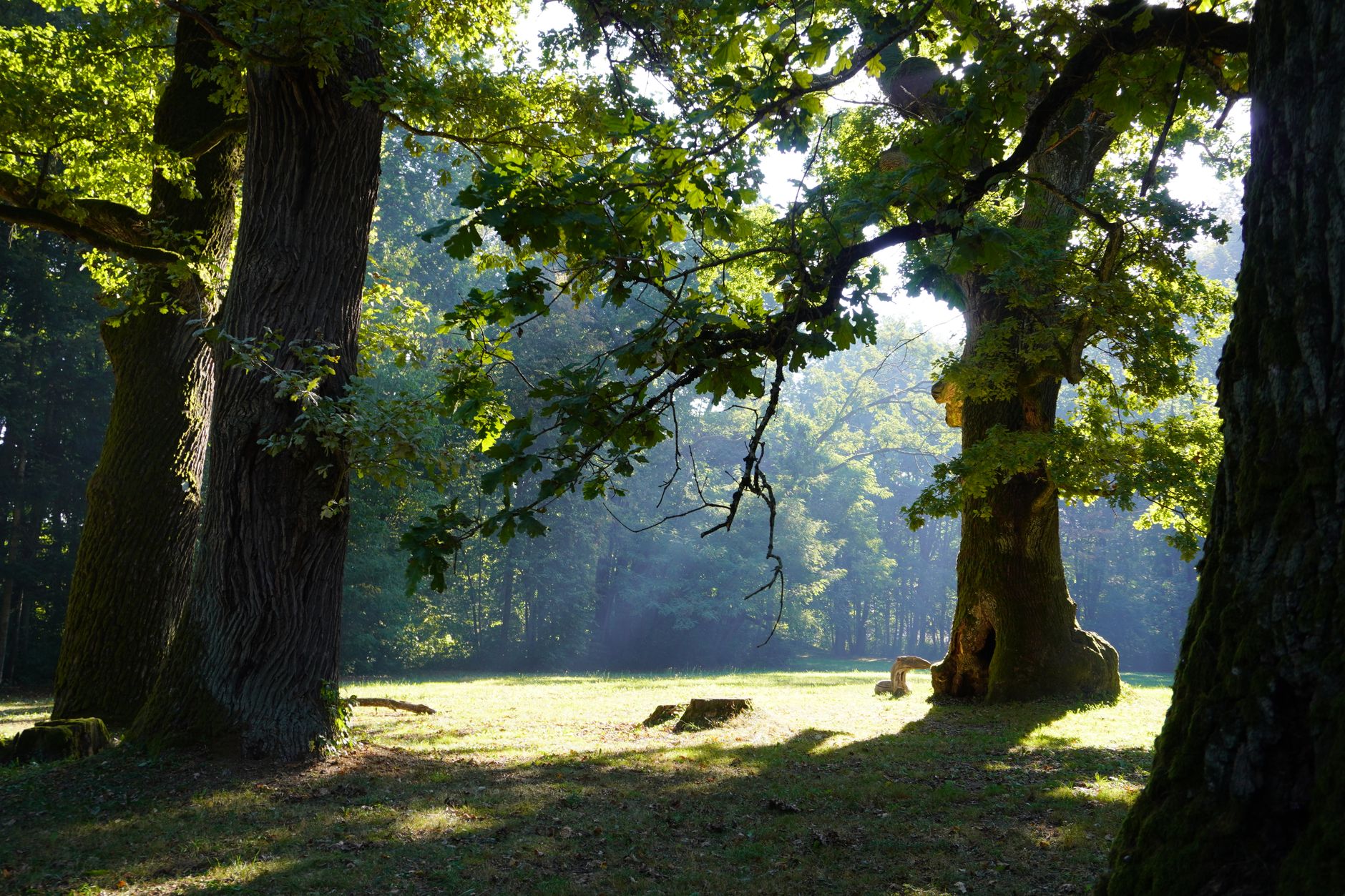 Serene forest scene with sunlight streaming through towering oak trees casting shadows on the grassy floor.