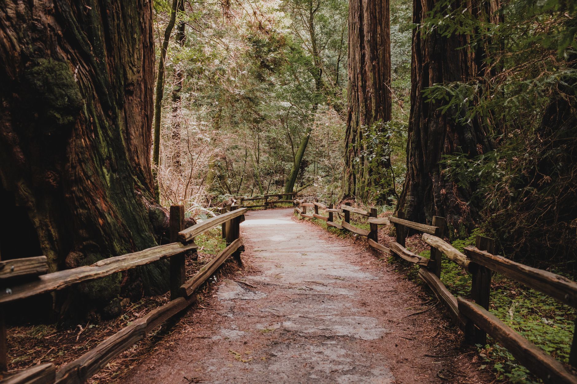 Explore a serene wooded trail surrounded by majestic redwoods in Muir Woods National Monument.