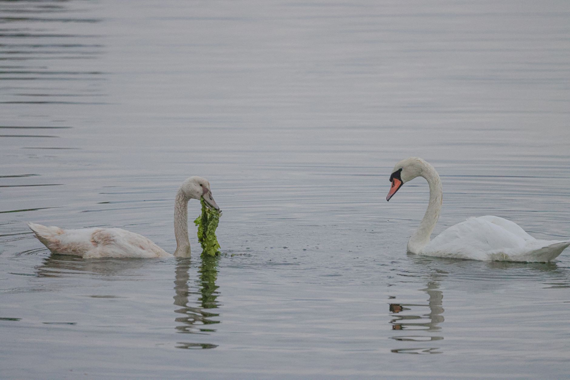 Two swans gracefully swim in a serene lake, capturing a peaceful moment in wildlife photography.