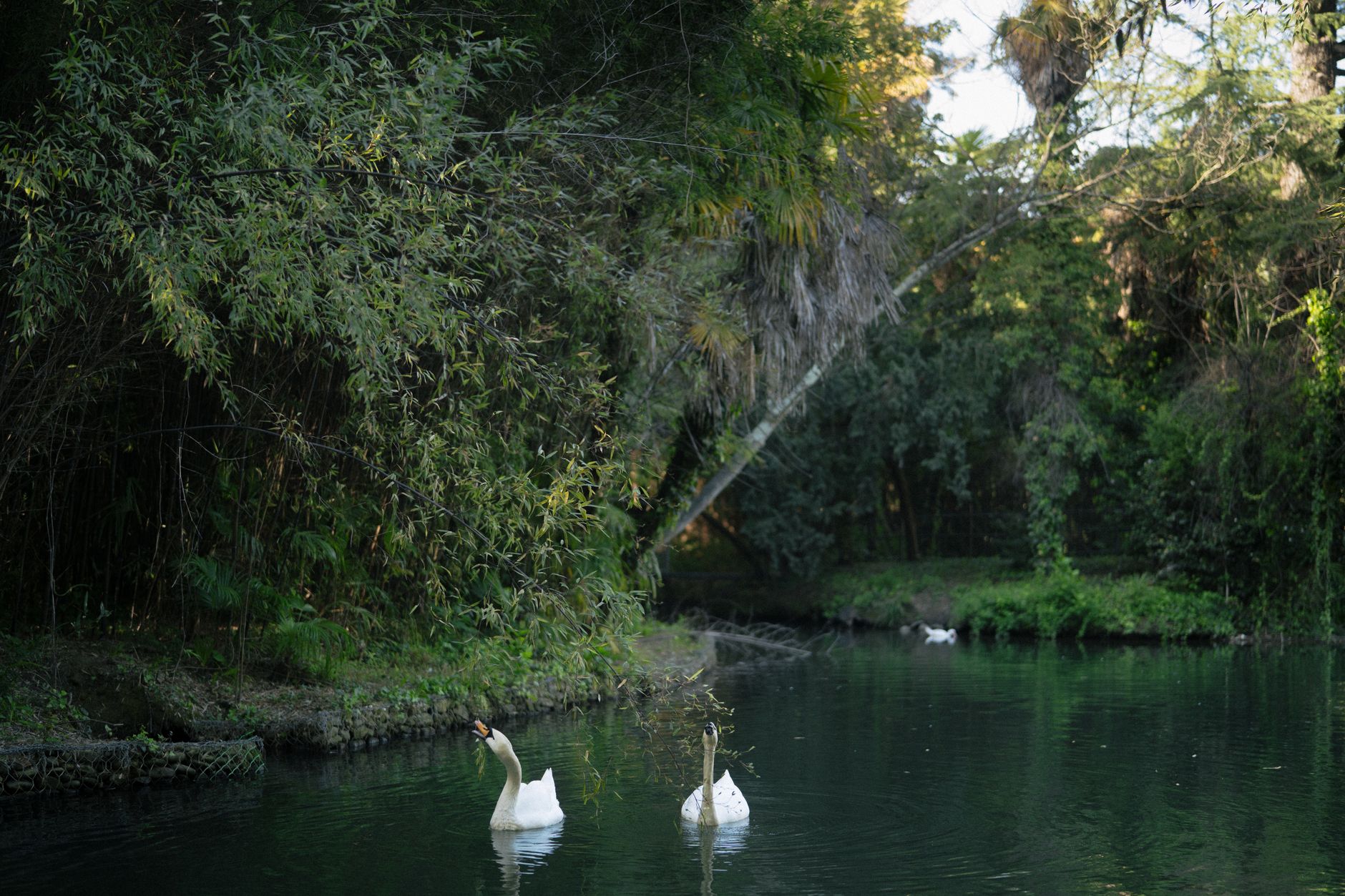 Two swans gracefully swim in a tranquil lake surrounded by lush greenery and reflections.
