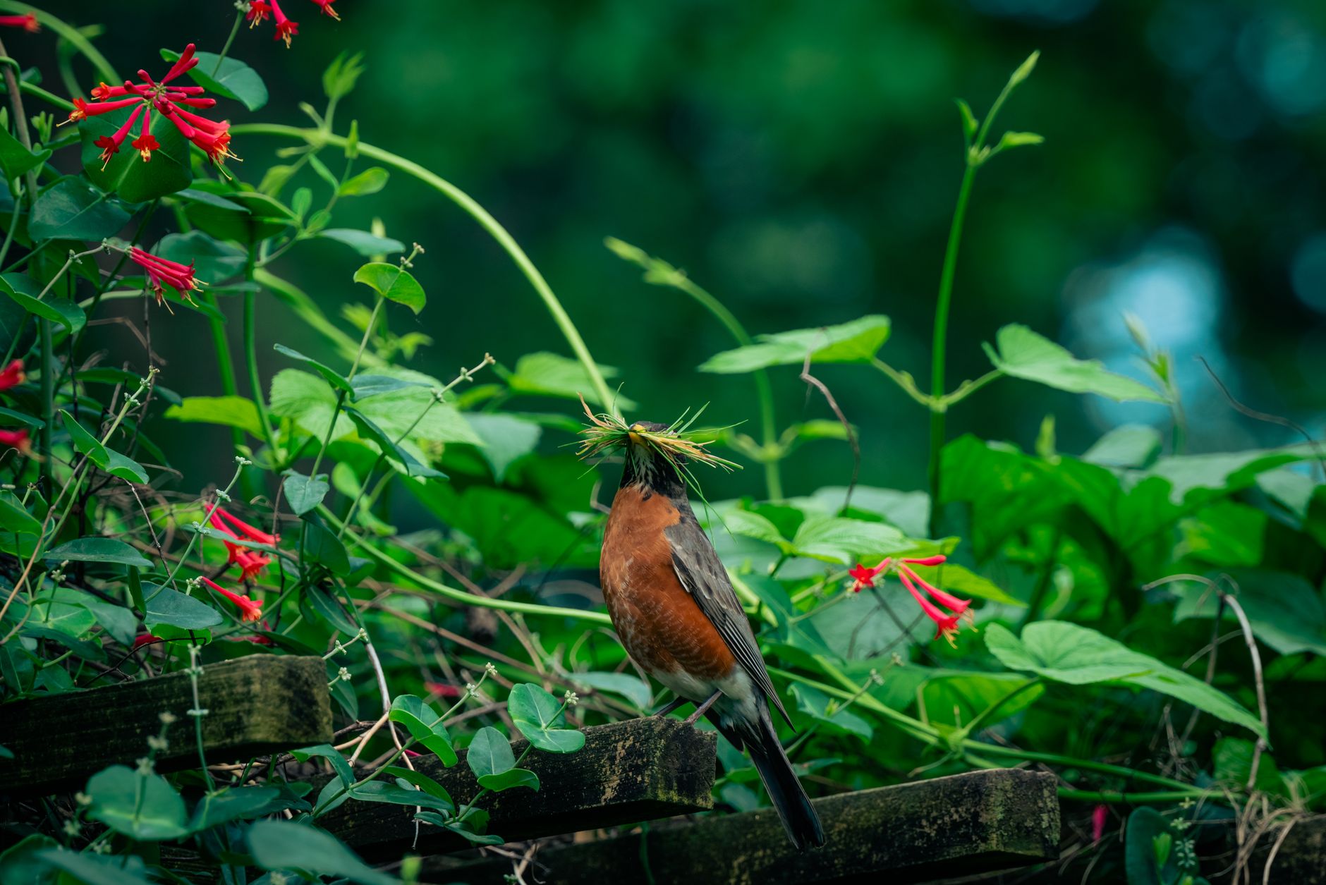 A lively robin perched on wooden beams, surrounded by vibrant greenery and red flowers.