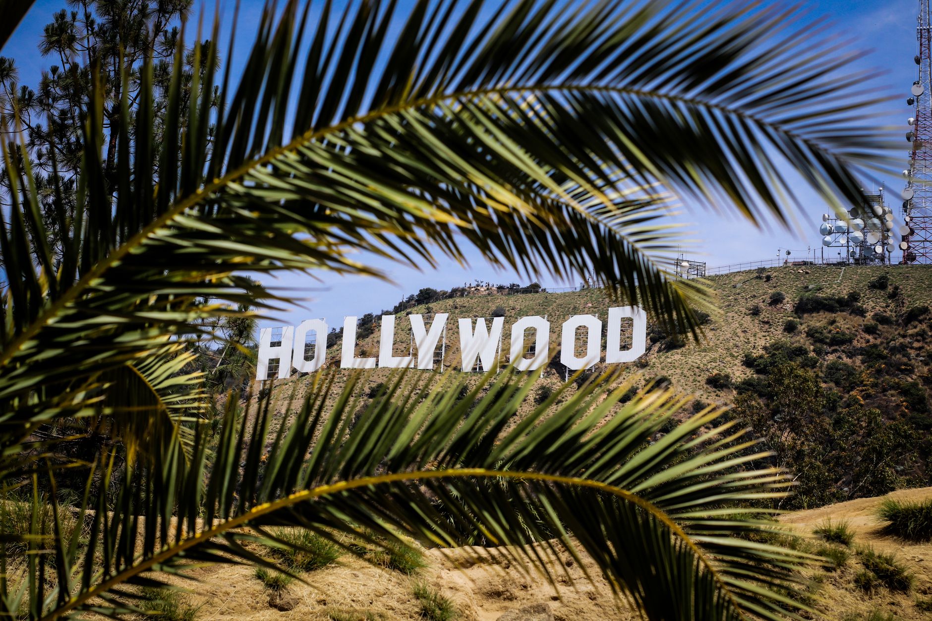 Famous Hollywood Sign framed by palm leaves on a sunny day in Los Angeles, California.
