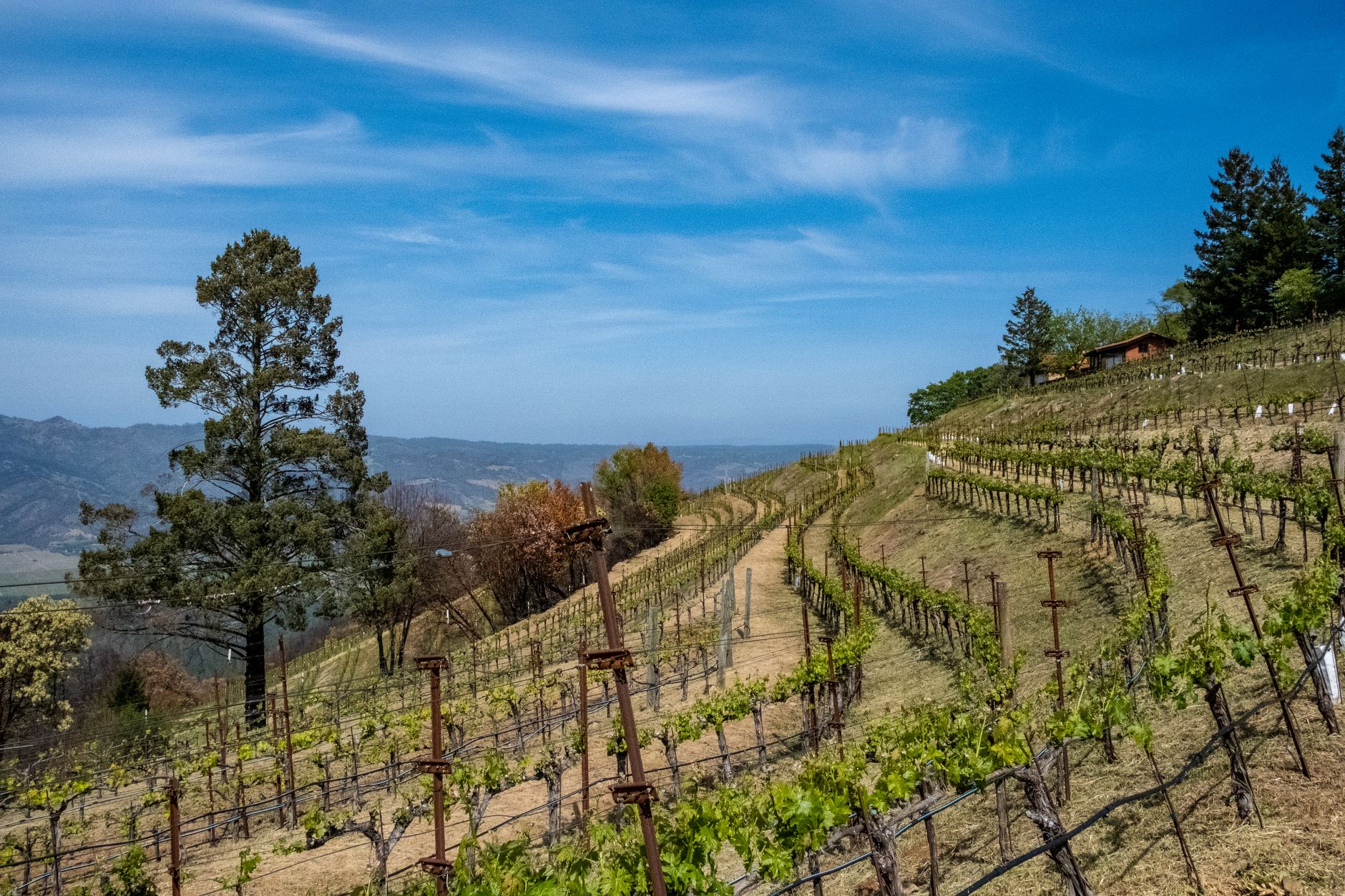 A beautiful vineyard on rolling hills under a clear sky in Napa Valley, California.