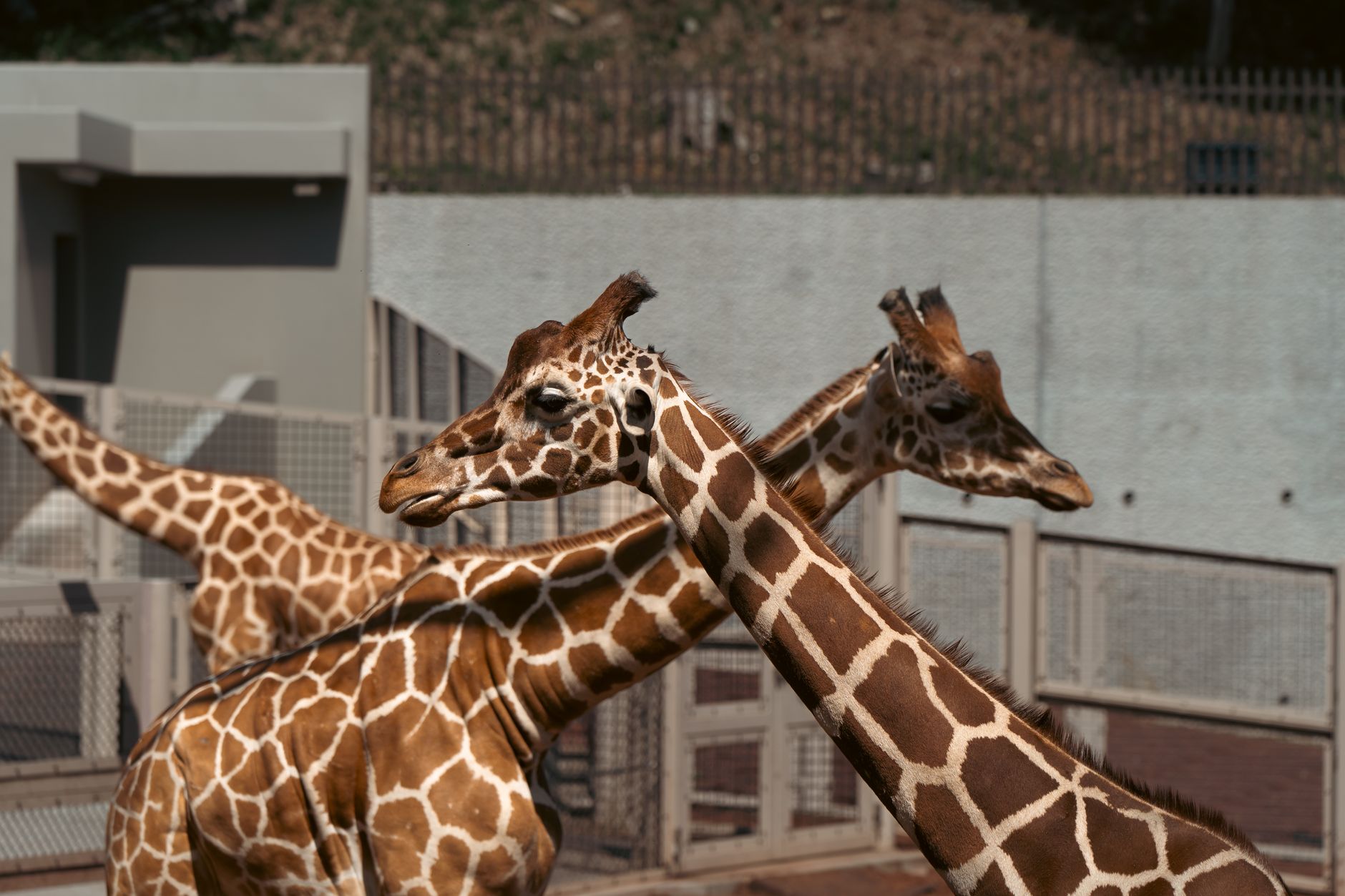 Two giraffes in a zoo exhibit with clear enclosure in Tokyo, Japan.