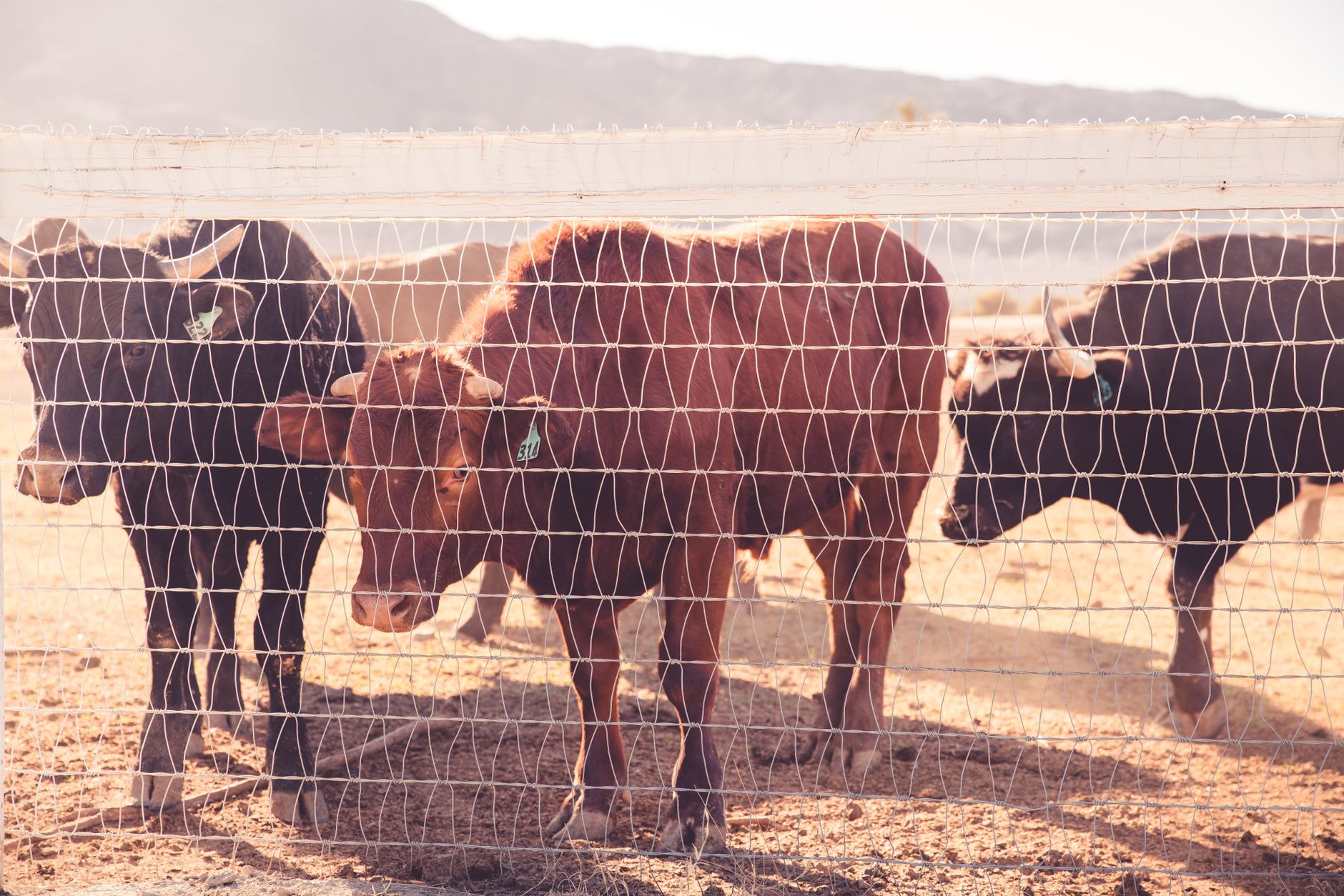 Group of cattle standing behind a wire fence in a sunny farm pasture.