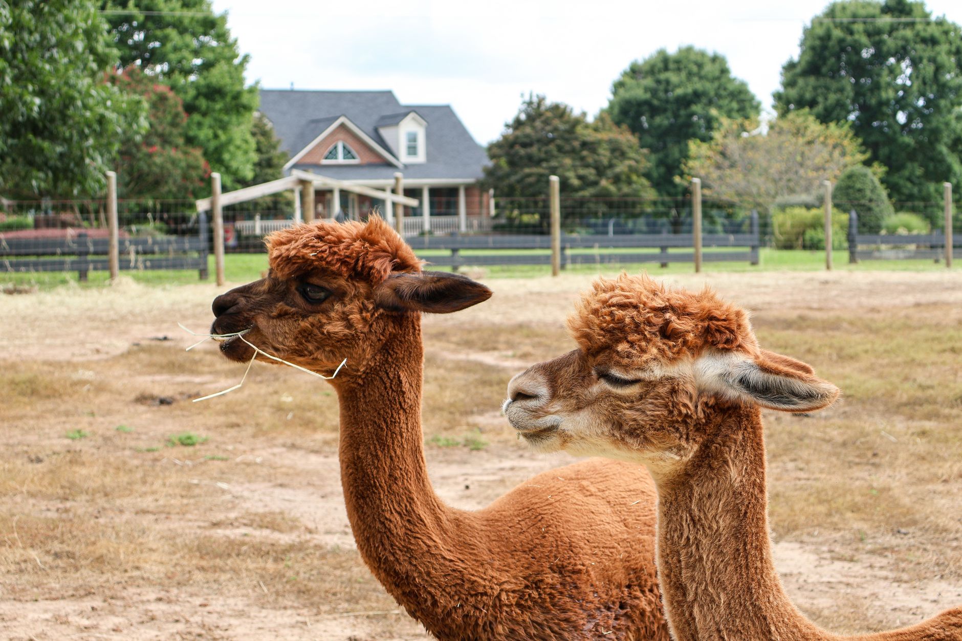 Charming brown alpacas relaxing outdoors on a sunny farm day.