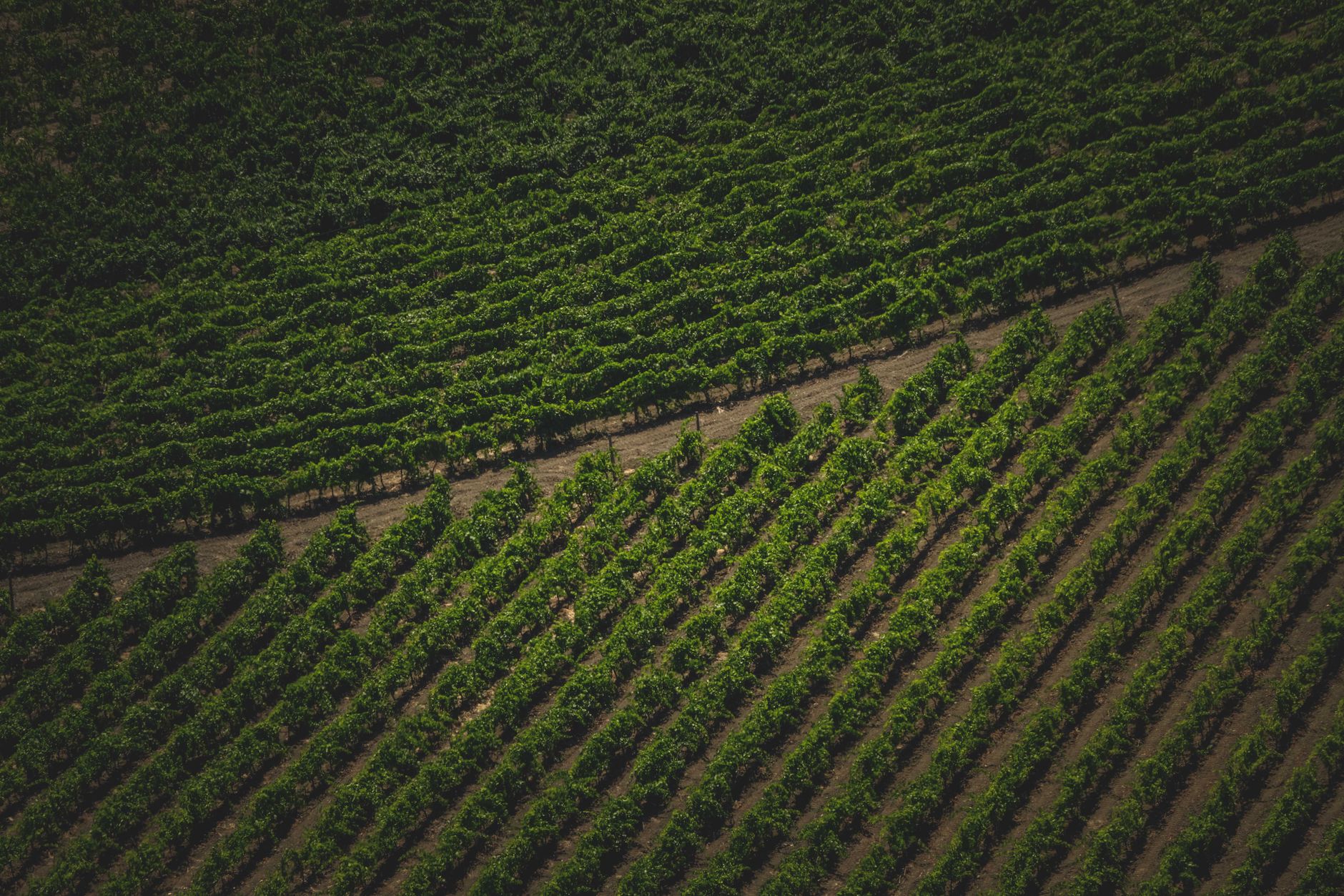 A picturesque aerial view showcasing vibrant, well-maintained vineyard rows in a sunny agricultural landscape.