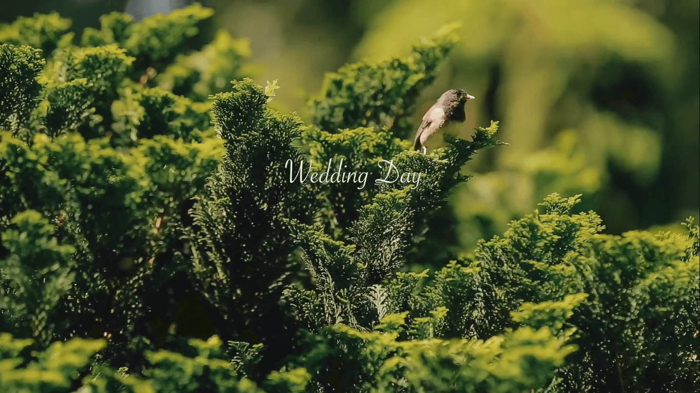 Wedding Video at Nestldown, California | Wei&Yize’s Wedding Highlight