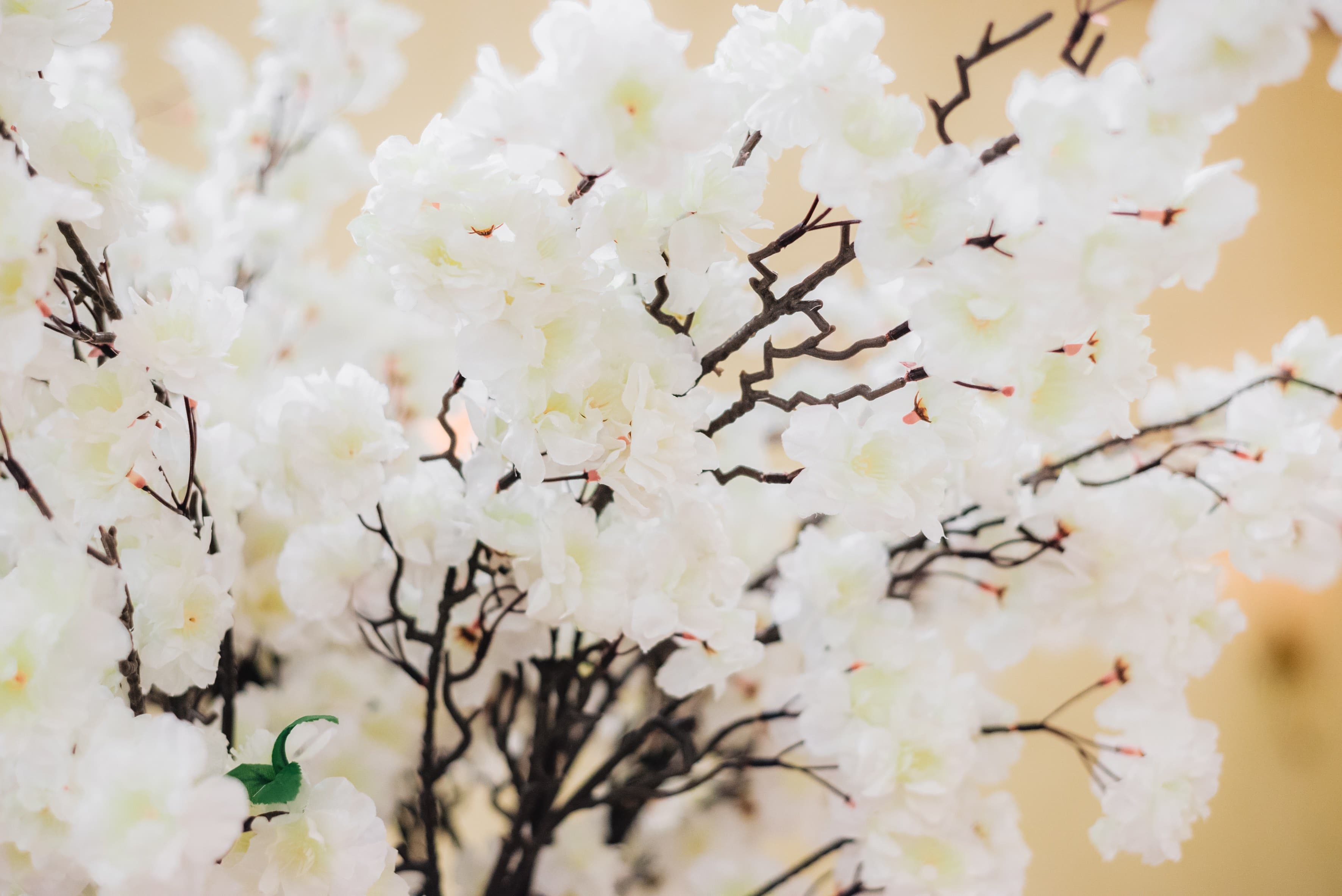 Wedding - Persian Wedding | Wedding Photography and Wedding Videograph